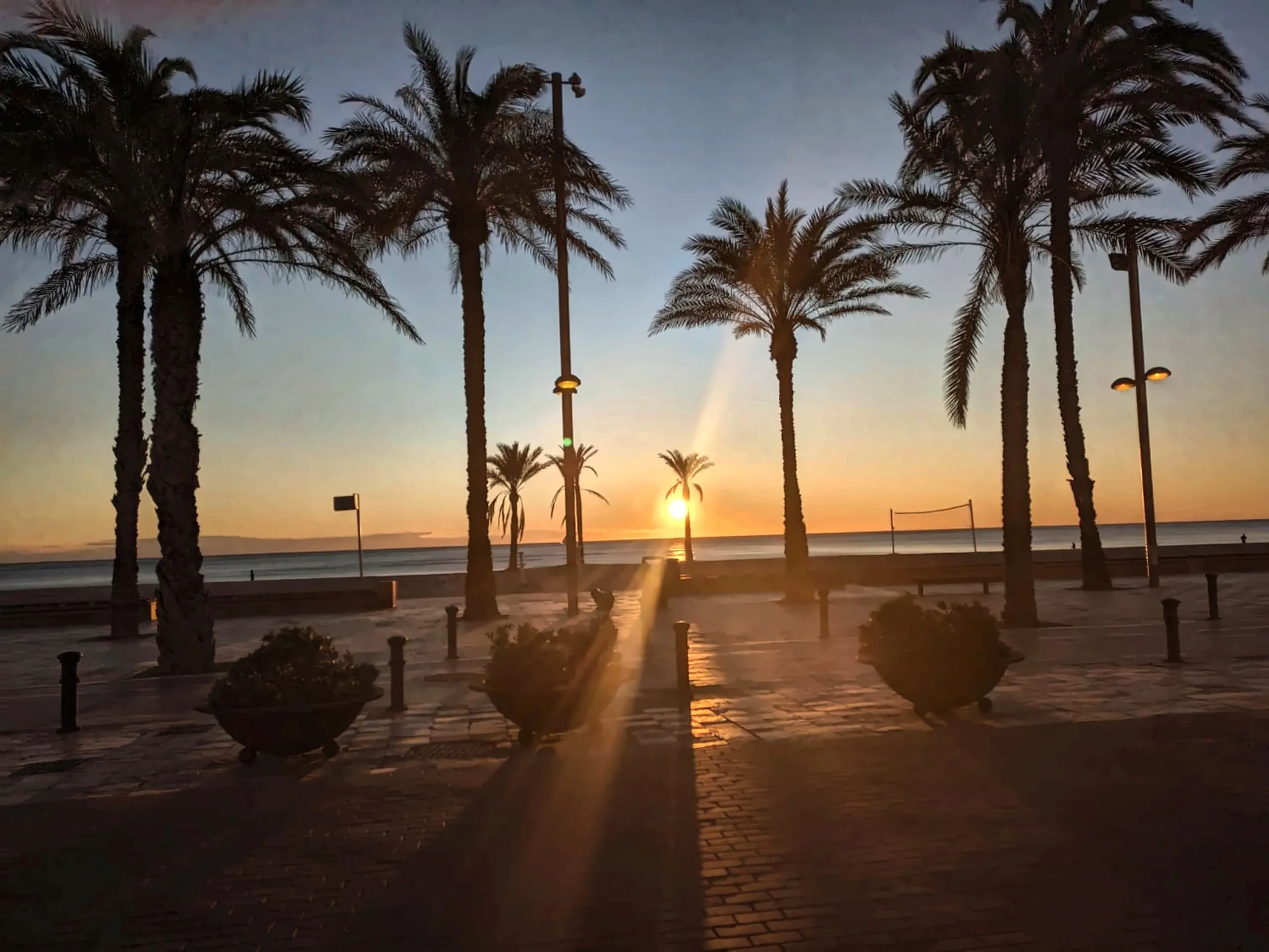 Amanecer entre las palmeras del paseo